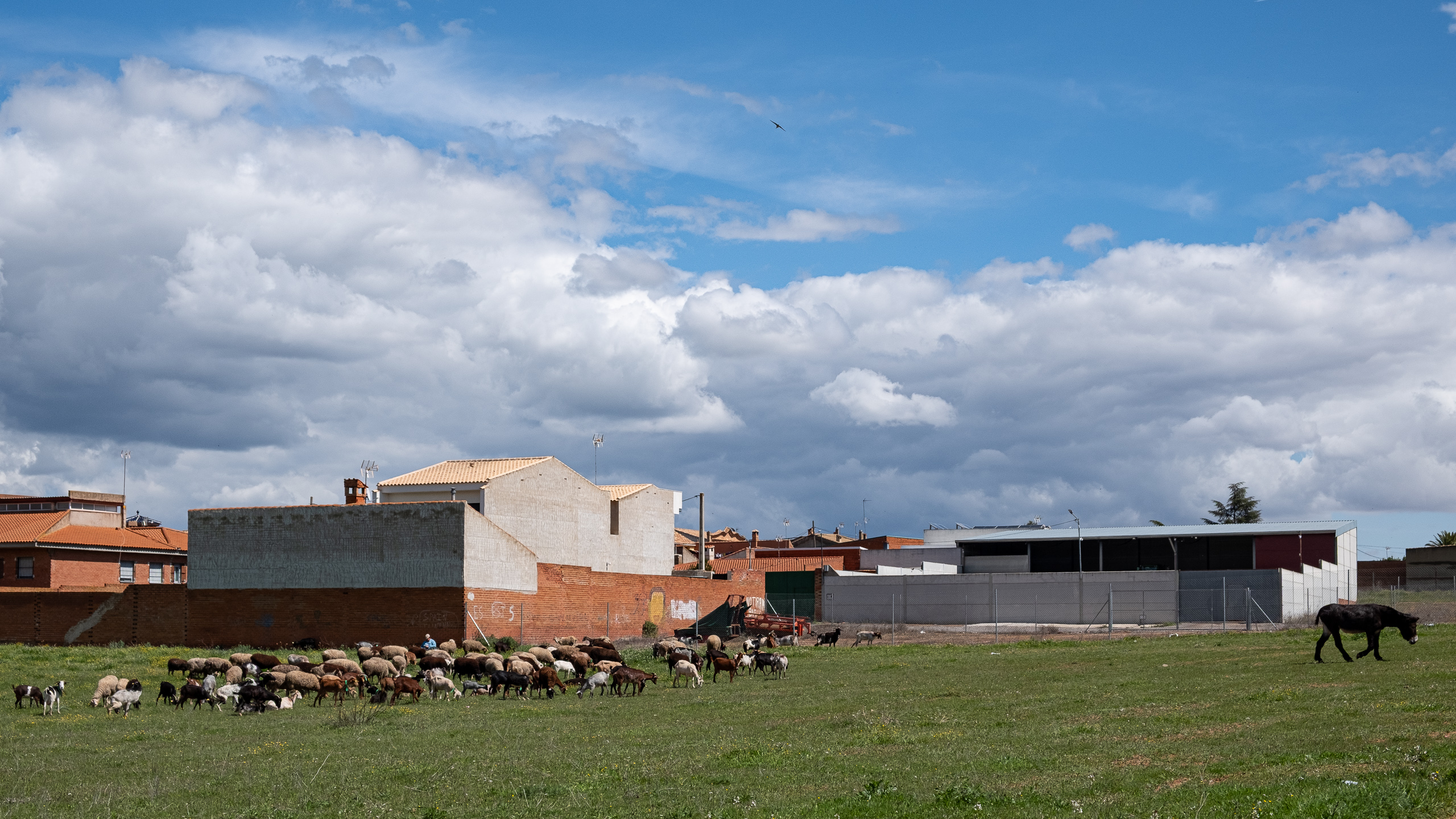 Schaf- und Ziegenherde am Ortsrand